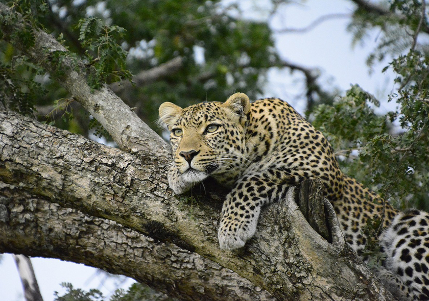 8 Days Lifetime Experience Tanzania Safari
