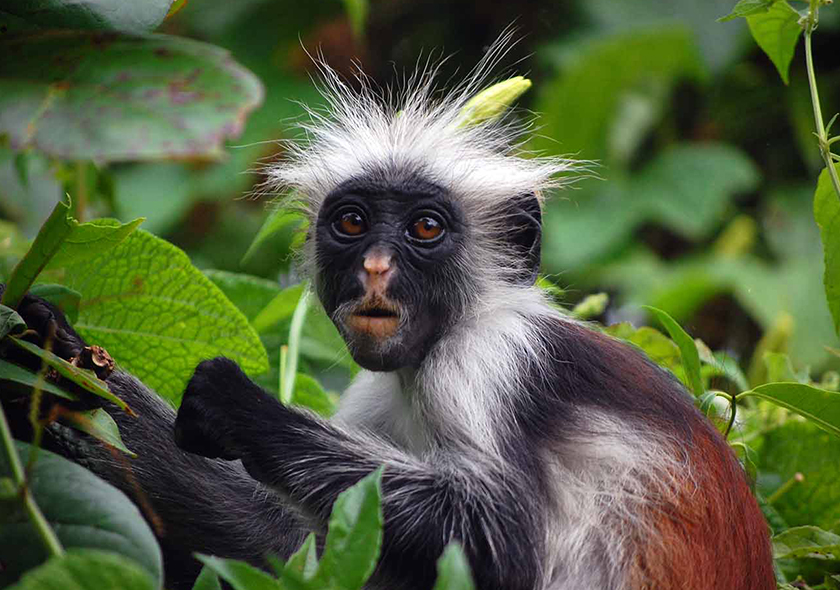 Jozani Forest Tour | Home of Red Colobus Monkey