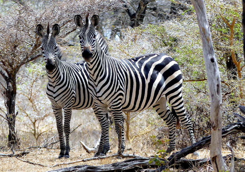2 Days Safari Zanzibar to Selous Game Reserve